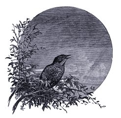 Thrush